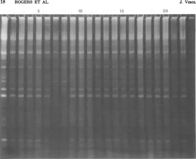 FIG.1.descendantsthreeinT5st(1 Materials Example of isolation of interruption-deficient T5 mutants