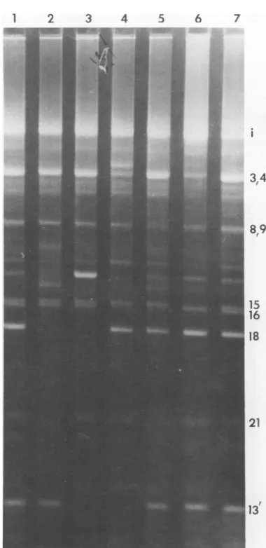 FIG. 2.phageHA214.shownslotinterruption-deficientstrandpg of Electrophoretic patterns of five single-site mutants