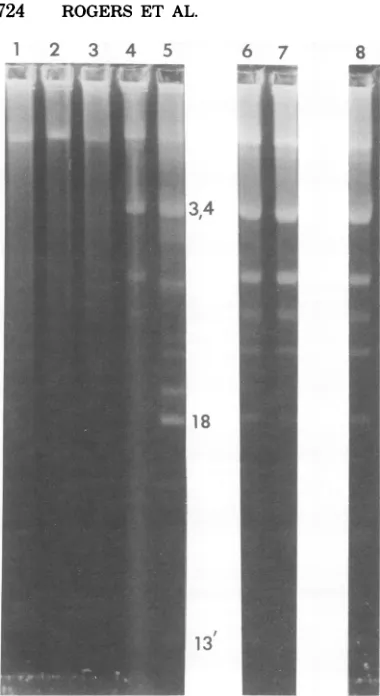 FIG. 8.tionandturedmixed5,mixedT5st(+)HA34;mixedT5st(102)HA54;DNA;T5st(102)HA23 denatured Electrophoretic analysis of complementa- tests between T5HA104S (reduced interruptions) several interruption-free mutants