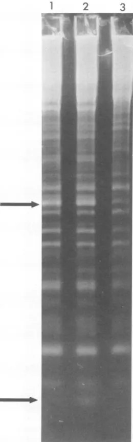 Fig. 2.fragmentsobtained However, the clearest results have been from analysis of the analogous duplex generated by sequential treatment