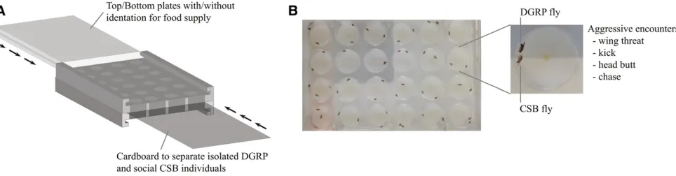 Figure 1 Assay used to quantify aggressive behavior. (A) Illustration of the Flydiator arena