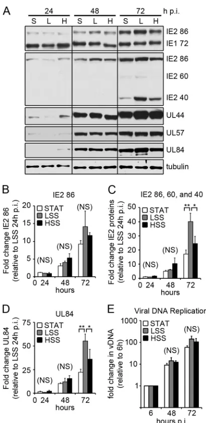 FIG 2 Viral IE and early gene expression. (A) ECs were infected 24 h afterexposure to STAT, LSS, and HSS with TB40/E (3 PFU/cell for STAT and HSS;0.75 PFU for LSS)