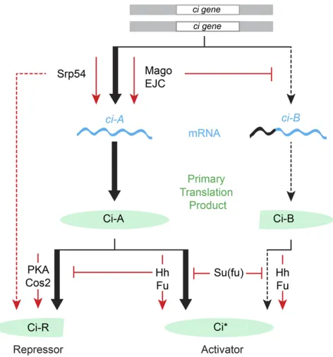 Figure 8 Role of the EJC, Srp54, and ci RNA production in Hh signal trans-duction. In the absence of Hh, full-length Ci-155 protein is largely inactiveand processed slowly, with the participation of PKA and Cos2, into activeCi-75 repressor