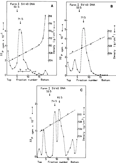 FIG. 4.Other3H-labeledasform3DNA3.5asbarsPR-RSV-Cprecipitates h. above, in Sedimentation analysis of the supercoiled SR-D DNA in alkaline sucrose gradients