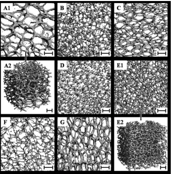 Fig. 3Micro-CT scans of (A1) PU foam and PU–clay nanocomposite foams: (B) M14; (C) M18; (D) M24; (E1) M28; (F) M34; and (G) M38 and 3Dreconstructions of (A2) PU and (E2) M28 foams (scale bar: 500 mm).