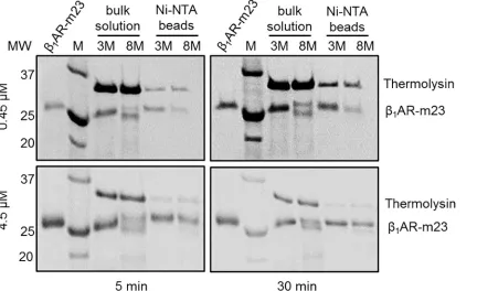 Table 1. Cm values for 0.45 μM β1AR-m23 unfolded in urea as determined by 1-min pulse proteolysis,fluorescence and circular dichroism.