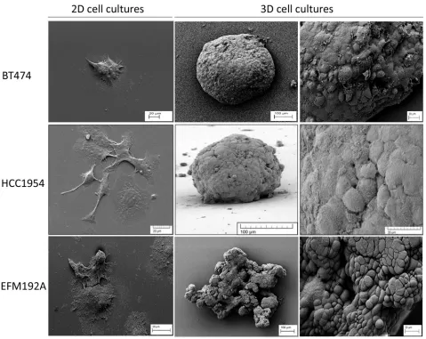 Figure 1: Different morphology of each cell line in 2D and 3D culture. SEM images show how the morphology of cells differs substantially when grown in 2D compared to 3D cultured cells