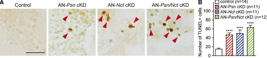 Figure 9 Increased apoptosis in the brain of adult neuron-speciwas performed using one-way ANOVA with DunnettcKD brains compared to control brains;TUNEL staining