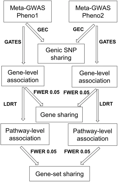 Figure 1 Multilevel pipeline for SNP, gene, and gene-set association andperform gene-set association for each phenotype
