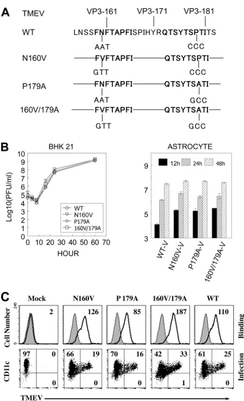 FIG 1 Generation and growth properties of cytotoxic T lymphocyte epitopesite-speciﬁc mutations was introduced into the cytotoxic T lymphocyteepitope regions (VP3using a QuikChange kit