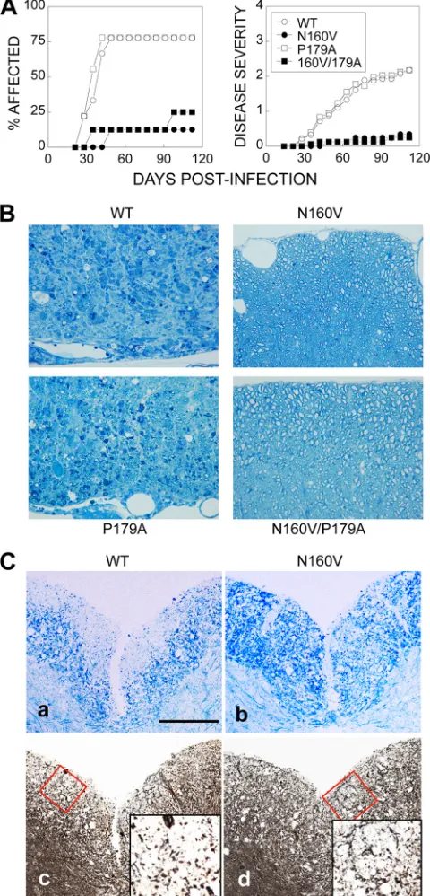 FIG 4 Viral persistence in mice infected with WT and variant viruses. Brain0.05; **,and spinal cord homogenates were prepared from SJL mice (n � 3) infectedwith WT and variant TMEV