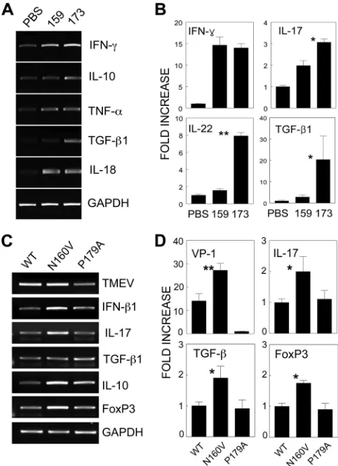 FIG 6 Distinct cytokine proﬁles of different epitope-speciﬁc CD8CNS-inﬁltrating MNCs from SJL mice infected with WT virus were restimu-lated� T cells