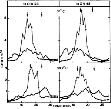 FIG. 4.andtheofinoculum(multiplicitywasinVSV a the Sucrose gradient patterns of the RNA synthesized in ts mutant-infected cells superinfected with T particles