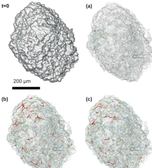 Figure 7. A 3-D render of a single grain showing the progressionand the ﬁnal frames of(c)of saturation