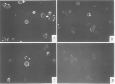 FIG.1.normalstainedwithinfected155-4 Surface fluorescence observed in HSV-2-infected and ts B5-transformed (155-4) cells after treatment anti-HSV-I serum absorbed with various cells in indirect immunofluorescence tests