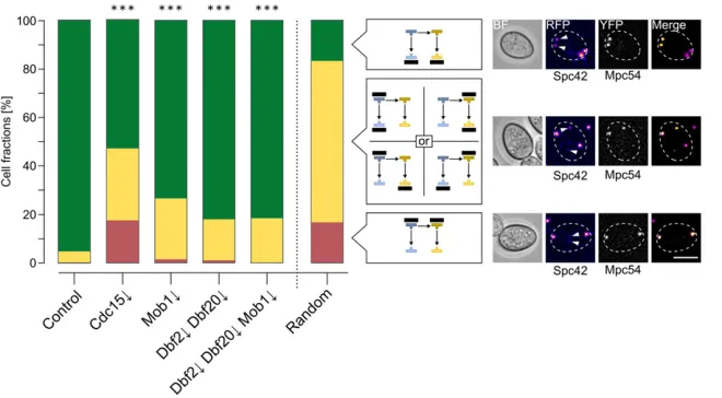 Figure 4 MEN kinases are involved in age-basedrandom situation. Example images show cells in BF, Spc42-RFP signals in false colors (arrow heads mark the youngest SPBs), Mpc54-YFP signals, andmerges of the twonetwork; MP, meiotic plaque; RFP, red Mob1Y: 349