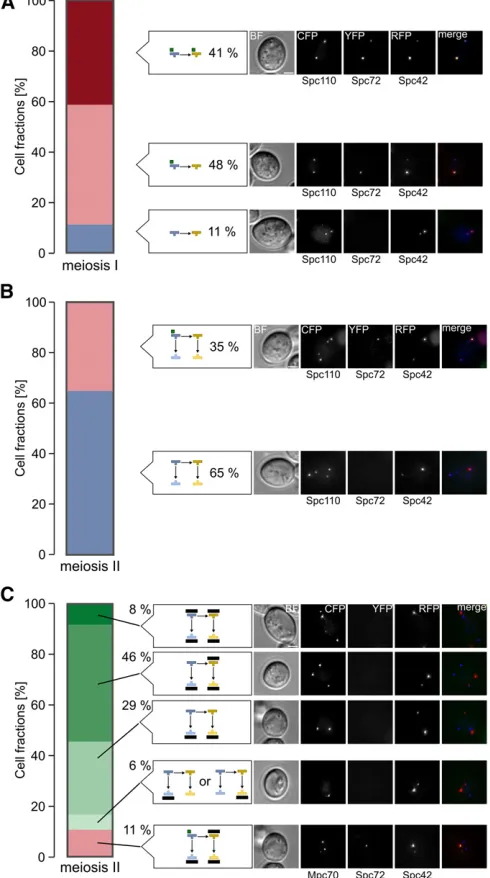 Figure 6 Spc72 localization during meiosis. (A) Spc72 localizes in the