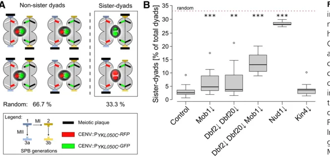 Figure 3 The MEN is required for efﬁcient genome