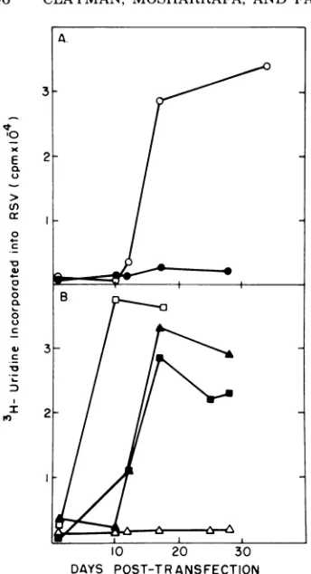 FIG. 3.sized Kinetics of transfection with DNA synthe- by detergent-disrupted RSV in vitro