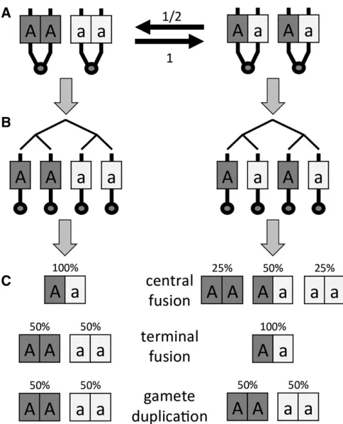 Figure 1 Illustration of the genetic consequences of automixis at a singlereached, meiosis will result in one of two possible genetic con(C) Fusion of meiotic products or suppression of thelocus