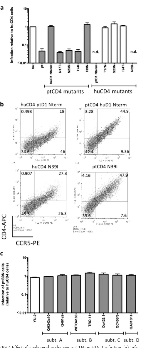 FIG 7 Effect of single residue changes in CD4 on HIV-1 infection. (a) Infec-tion of 293T cells transiently expressing huCCR5 and huCD4, ptCD4, orhuCD4 and ptCD4 point mutants with GFP reporter pseudoviruses bearingthe Q23-17 Env