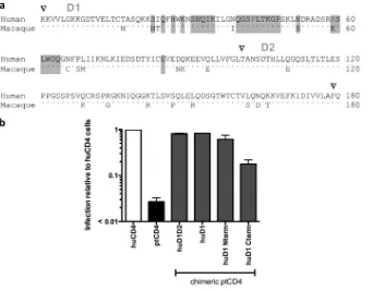 FIG 6 Identiﬁcation of subdomains in huCD4 sufﬁcient for infection mediated by HIV-1. (a) Amino acid alignment of the D1 and D2 domains of human andoverlap PCR covered a conserved region corresponding to amino acids 43 to 52) in the huD1 Nterm and huD1 Cte