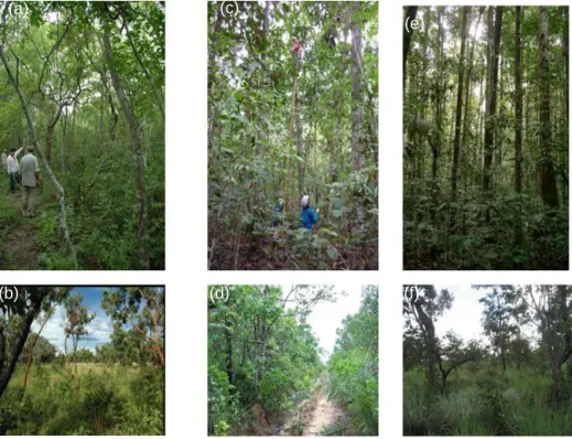 Figure 2. Examples of forest (top row) and savanna (bottom row) vegetation formation types found along the precipitation gradient