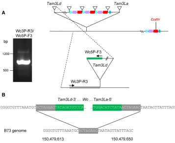 Figure 3 Identiﬁcation of the Tam3Ldinsertion marking the proximal borderof the Wc macro-transposon