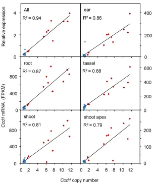 Figure 5 Gene expression is proportional to Ccd1