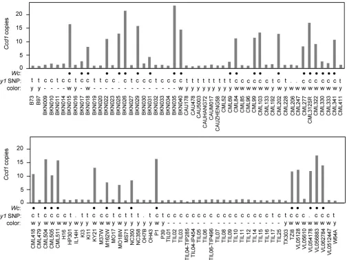 Figure 6 Ccd1 copy number variation in maize and teosinte populations. K-mer frequency analysis of wgs data (see Materials and Methods) was usedto estimate CCD1 gene copy number in genomes of diverse maize landraces, inbreds, and teosinte accessions repres