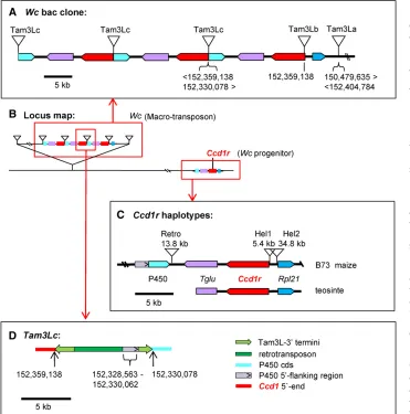 Figure 2 Structure of the, a composite transposon-like element that punctuates the Wc 28-kb repeats