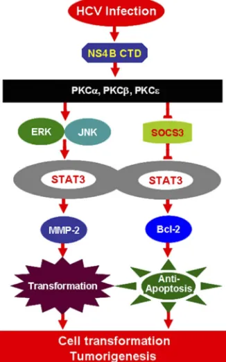 FIG 6 A novel mechanism in which HCV infection activates STAT3 throughmultiple cellular signaling pathways