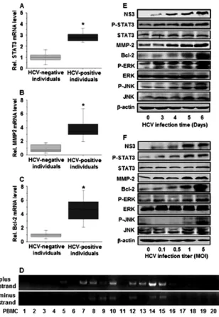 FIG 1 Expression of STAT3, MMP-2, Bcl-2, ERK, and JNK in vivo and in vitro. (A to C) PBMCs were isolated from peripheral blood samples obtained from 20patients with HCV infection and 20 HCV-negative individuals