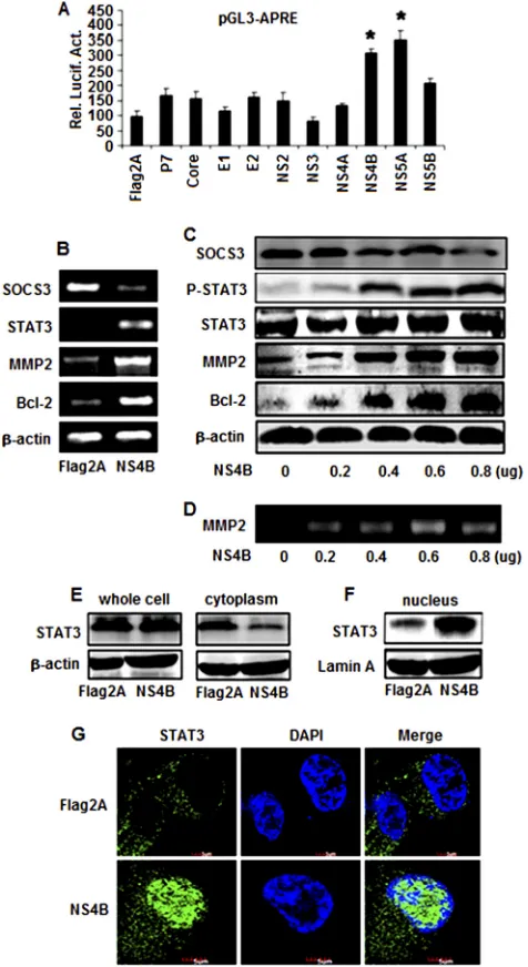 FIG 2 Effects of HCV proteins in the regulation of STAT3, MMP-2, and Bcl-2