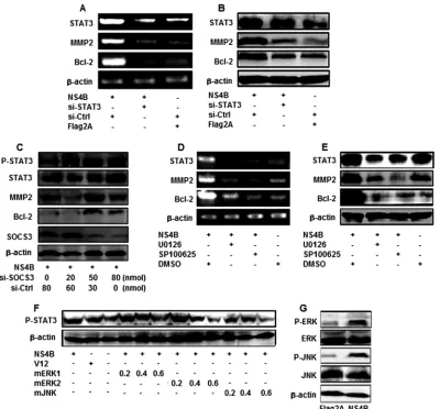 FIG 3 Roles of SOCS3, ERK, and JNK in the regulation of STAT3, MMP-2, and Bcl-2. (A and B) Huh7 cells were transfected with pCMV-NS4B or pCMV-Flag2Aor treated with si-STAT3 or si-Ctrl