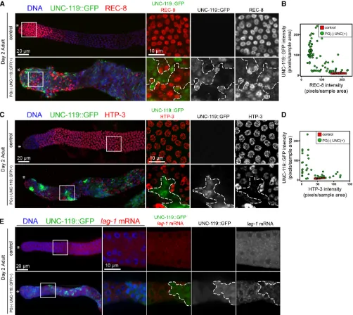 Figure 6 Acquisition of neuronal fate in PG(2) germ cells is accompanied by loss of germ cell markers