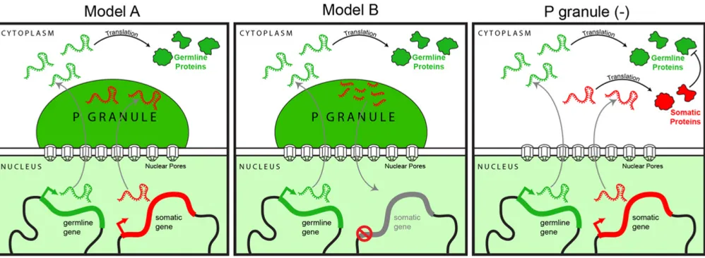 Figure 8 Models of P-granule function. P granules reside over nuclear pores, where they intercept stochastically misexpressed soma-speci(red mRNAs), while allowing germline-appropriate mRNAs (green mRNAs) to transit to the cytoplasm for translation