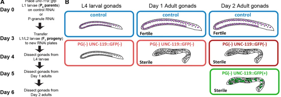 Figure 1 Method to problue, L4 and day 1 adult PG(were collected (three control, and four P-granule RNAi), all in triplicate