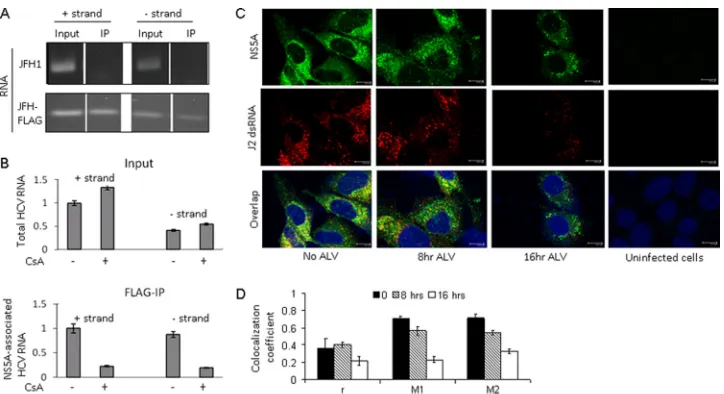FIG 3 NS5A associates with both positive and negative strands of HCV RNA, in a CsA-dependent manner