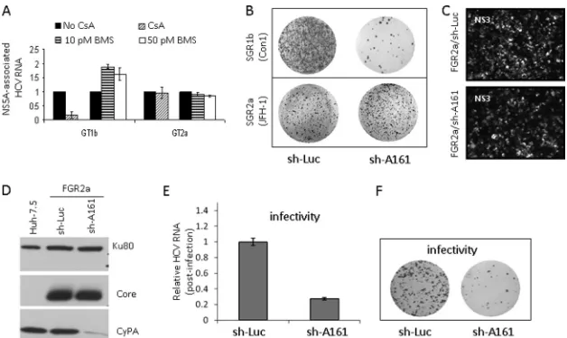 FIG 4 Suppression of CyPA expression inhibits the production of infectious particles in vitro