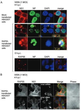 FIG 6 Detection of cytoplasmic granules composed of NP, NP-bound nucleic acids, and NS1 in RAP55-overexpressing cells
