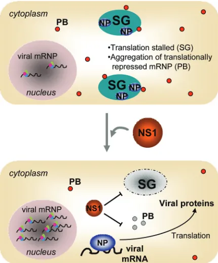 FIG 7 Working model for the interplay between NS1 and NP-induced stressgranules (SG) and P-bodies (PB) during inﬂuenza A virus infection