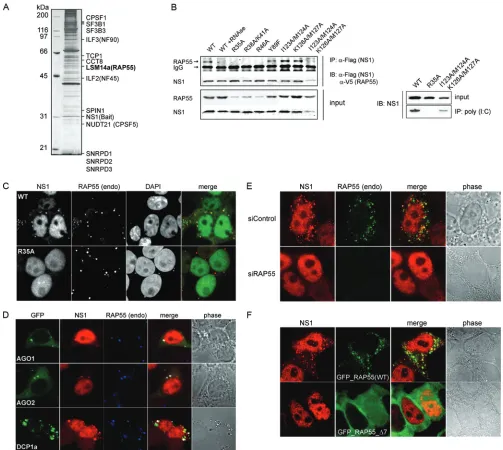 FIG 1 Interaction of NS1 with RNA-associated protein 55 (RAP55). (A) Identiﬁcation of association of RAP55 and other host factors with inﬂuenza virus NS1by MS analysis