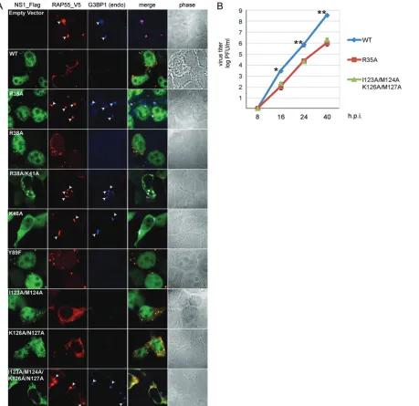 FIG 2 Colocalization of wild-type or mutant NS1 proteins with overexpressed RAP55 and suppression of RAP55-associated stress granule formation by differentversions of NS1