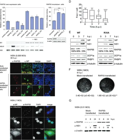 FIG 3 RAP55 negatively regulates inﬂuenza A virus replication. (A) Effects of RAP55, Ago1, and Ago2 on inﬂuenza A virus polymerase complex activity.