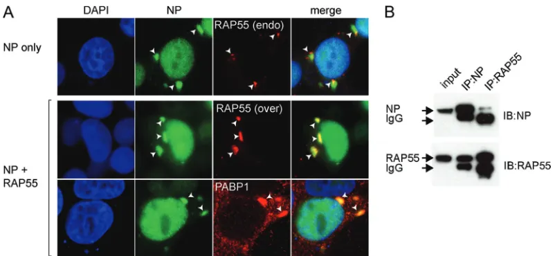 FIG 4 Interaction of NP with RAP55. (A) Colocalization patterns of NP and endogenous and plasmid-expressed RAP55 were examined in HEK 293T cellstransfected with expression vectors for V5-tagged RAP55 and Flag-tagged NP