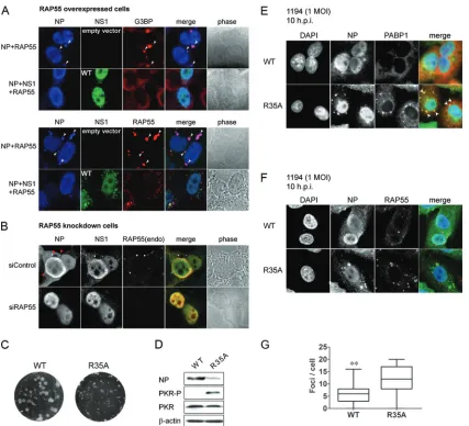 FIG 5 NS1 inhibits formation of RAP55-associated stress granules. (A and B) NP and RAP55 expression vectors were cotransfected with an NS1 expressionplasmid or control vector into HEK 293T cells