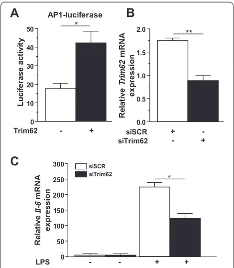 Figure 7 Trim62 is involved in atrophy signaling. (A)siTrim62 (25 nM each) and treated with vehicle ((LPS, +, 100 Luciferaseassays were performed on cell extracts of HEK293 cells transfectedwith the activator protein 1 (AP-1) luciferase reporter plasmid, a