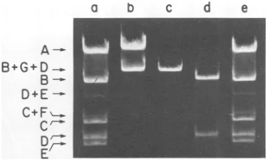 FIG. 1.partiallygestedBondigestedrestriction preparation; a Restriction analysis of Bgl II fragment B 0.7% agarose gel