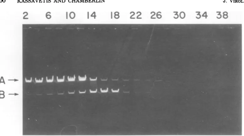 FIG. 2.details).from Sedimentation of Bgl II-cleaved T7 DNA on the first 10 to 30%0 sucrose gradient